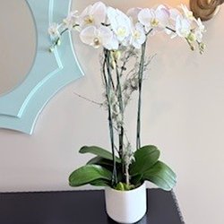 Orchid