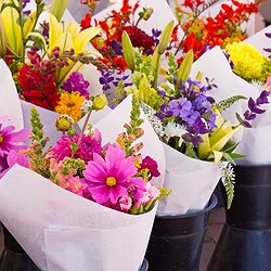 Seasonal Flowers