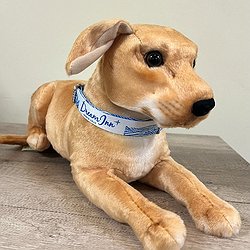 Adjustable Dog Collar